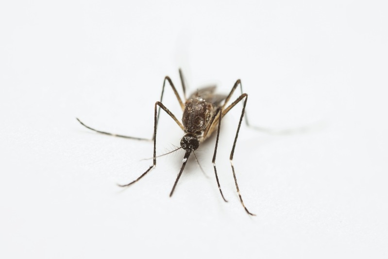 Mosquito on a white background